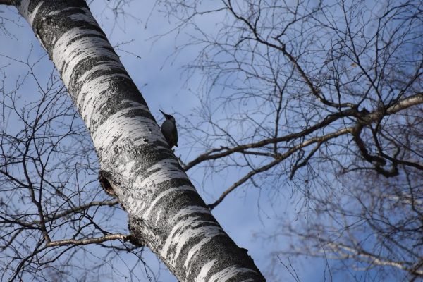 Пепельная голова и дятловые привычки: орнитологи объяснили, кто поселился в Раменском