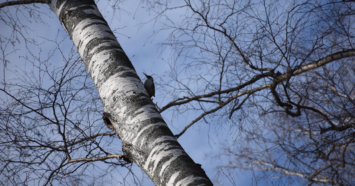 «Ресторан для белки Светы»: дятел Зорро посетил лесной общепит в Балашихе