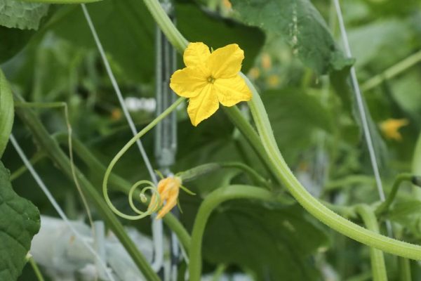 Огуречный кастинг уже в июне: какие сорта не подведут дачников в Подмосковье