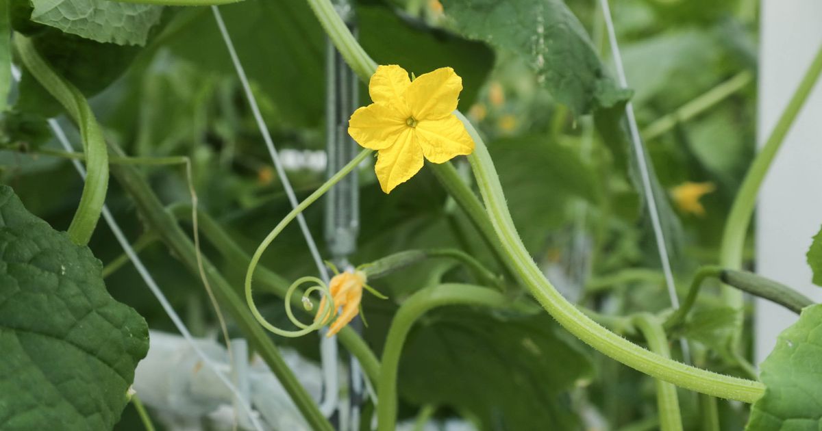 Огуречный кастинг уже в июне: какие сорта не подведут дачников в Подмосковье
