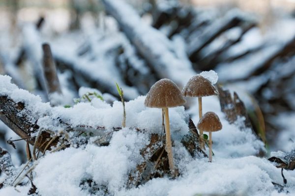 Снежная зима сдвинет грибной сезон: эксперт рассказал, где искать сморчки весной в Подмосковье