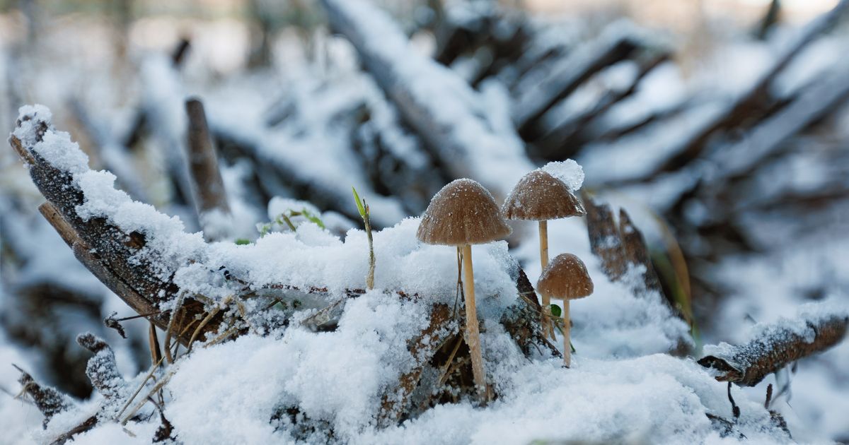 Снежная зима сдвинет грибной сезон: эксперт рассказал, где искать сморчки весной в Подмосковье