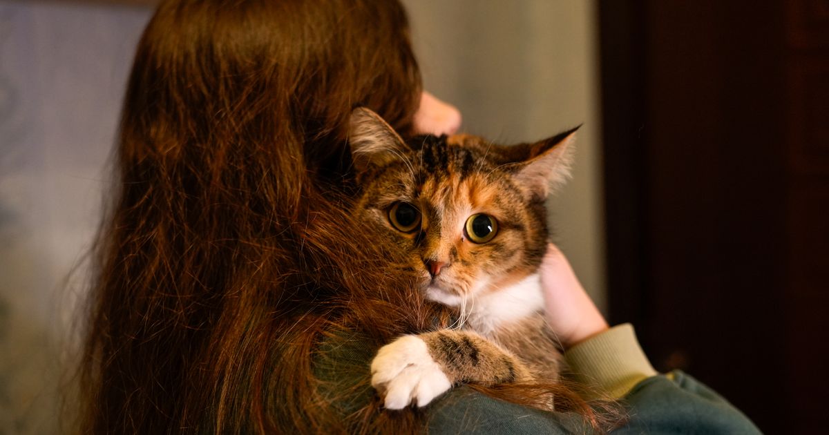 Загноились пальцы: здоровье россиянки пошатнулось после укуса любимой кошки