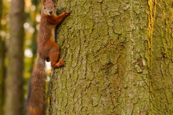 Шоу ради любви: «февральский драйв» стартовал в «Лосином острове» — белки выполняют акробатические трюки