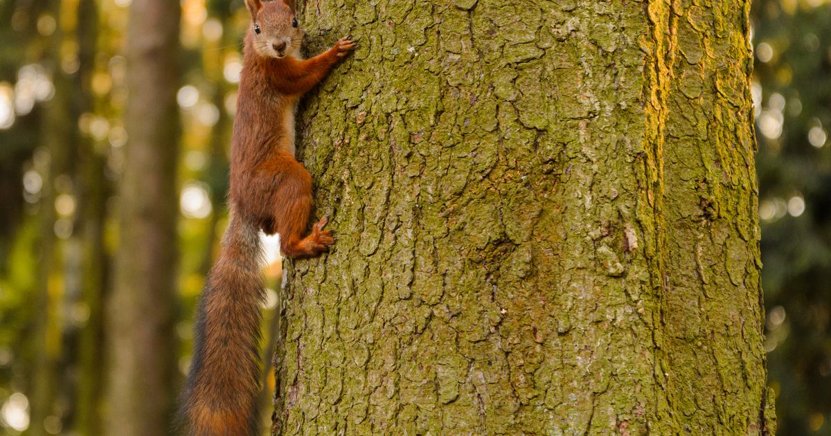 Шоу ради любви: «февральский драйв» стартовал в «Лосином острове» — белки выполняют акробатические трюки
