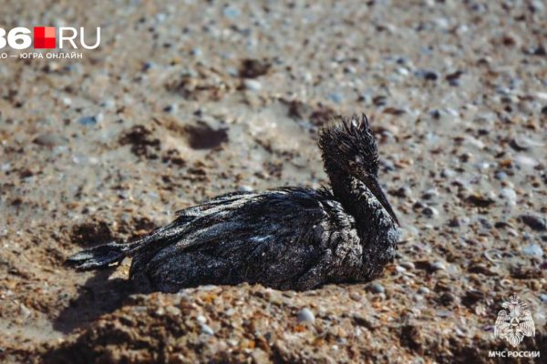 На Юге России готовятся к открытию туристического сезона: что происходит с пляжами на черноморском побережье