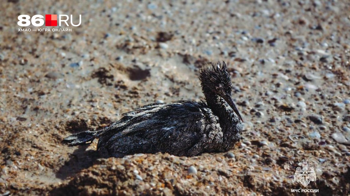 На Юге России готовятся к открытию туристического сезона: что происходит с пляжами на черноморском побережье