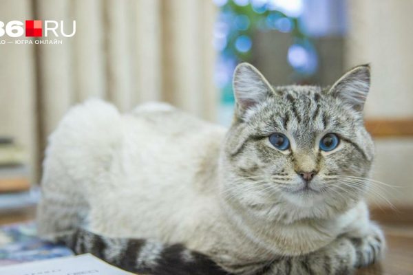 Пенсионерка из Москвы получила 3 миллиона: ей помог кот. Новости 25 февраля