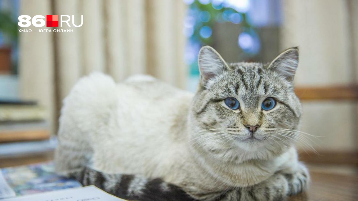 Пенсионерка из Москвы получила 3 миллиона: ей помог кот. Новости 25 февраля