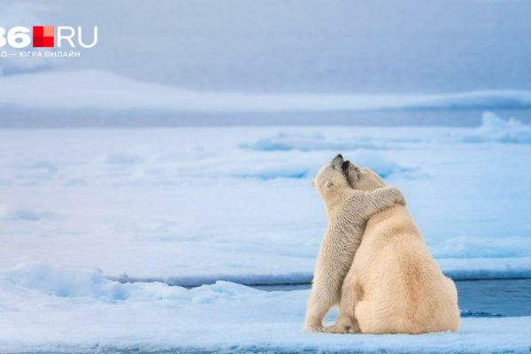 Самые невероятные фото дикой природы — 2026: такого вы еще не видели