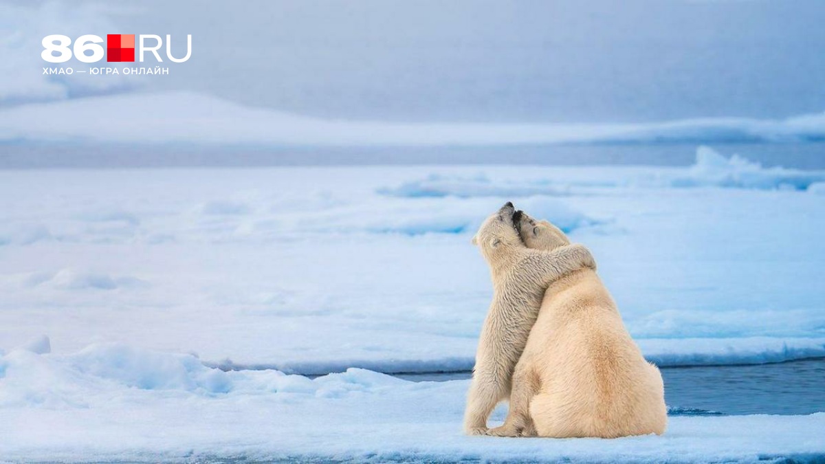 Самые невероятные фото дикой природы — 2026: такого вы еще не видели