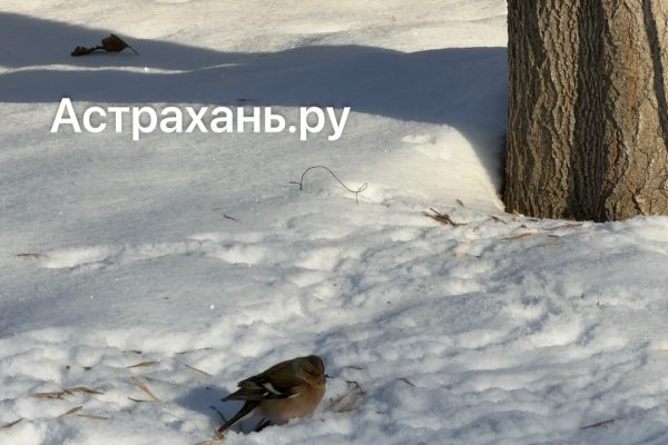 Стало известно, сколько воробьев удалось насчитать в Астраханской области