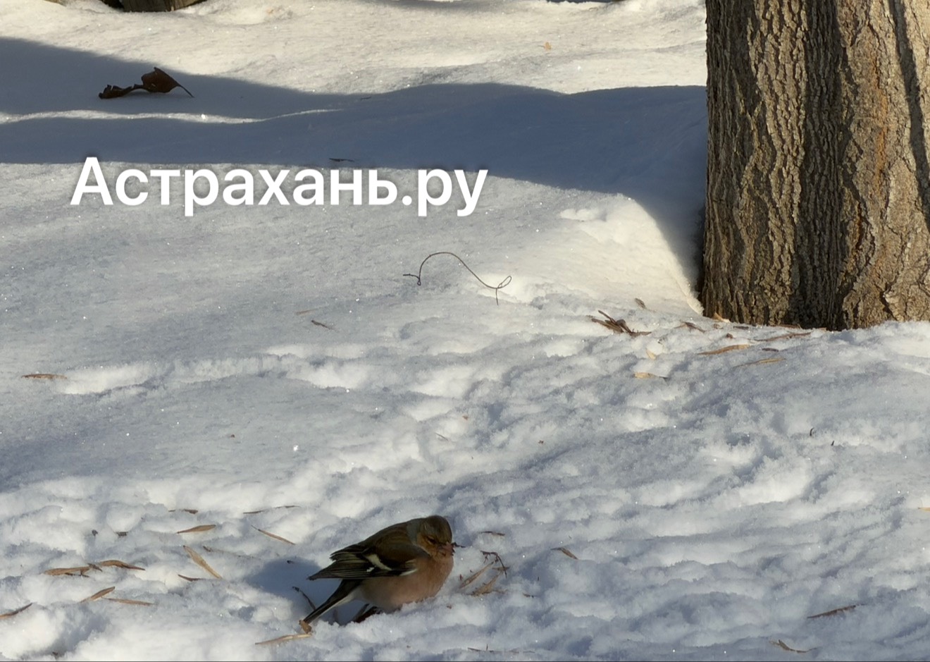 Стало известно, сколько воробьев удалось насчитать в Астраханской области