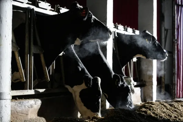 Больше тысячи животных подхватили опасную инфекцию на молочной ферме в Томской области