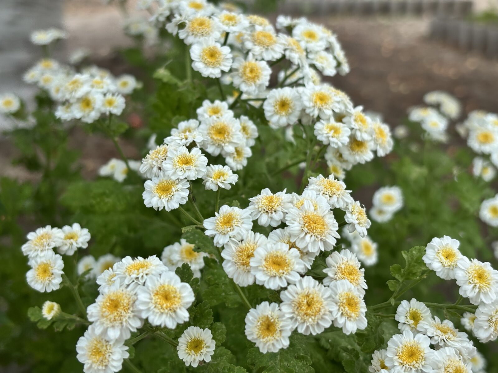 Аллергия оказалась опаснее, чем думали: врачи нашли ее связь с психикой - PRO Астрахань
