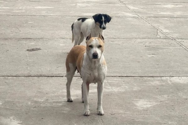 Агрессивная собачья стая набросилась на 10-летнюю астраханку: заведено уголовное дело - PRO Астрахань