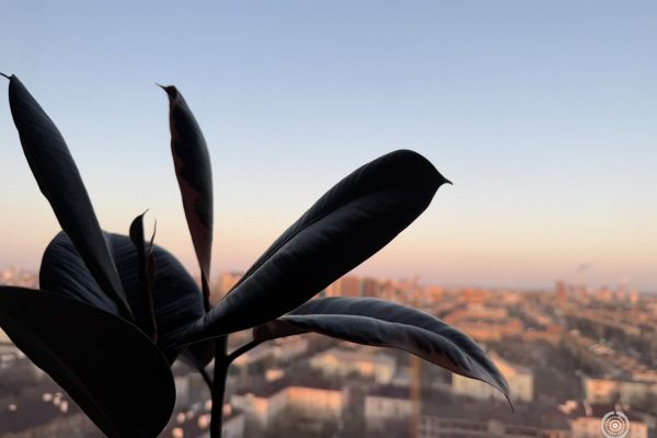 26 февраля в Астраханской области будет солнечно и ветрено