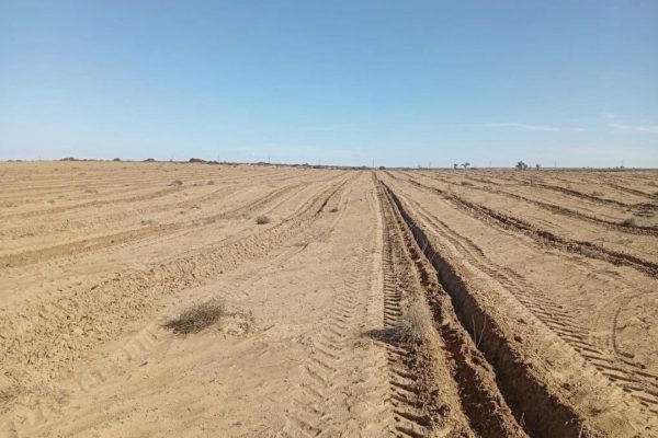 Стало известно, как в Астраханской области борются с опустыниванием