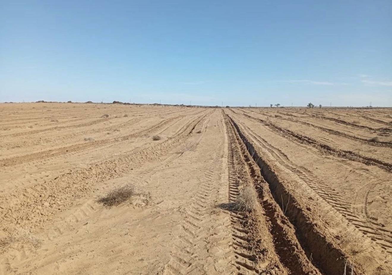 Стало известно, как в Астраханской области борются с опустыниванием