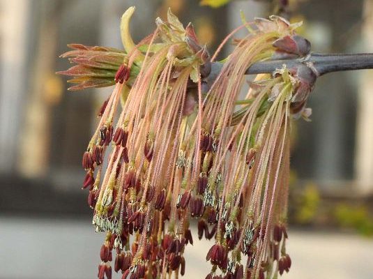 Приказано вырубить. Будут ли уничтожать чужеродные клёны в Астрахани