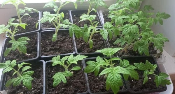 Пикировка томатов: когда и как лучше проводить 