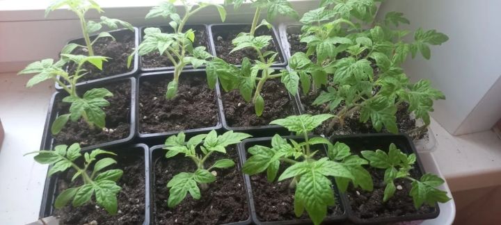 Пикировка томатов: когда и как лучше проводить 