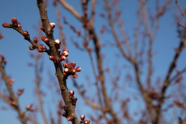 Что сделать с ранними почками на деревьях и кустарниках 