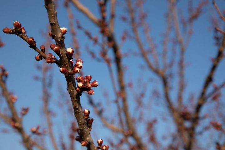 Что сделать с ранними почками на деревьях и кустарниках 