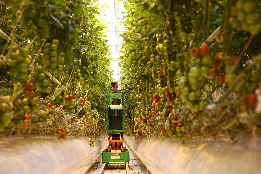 В Астраханскую область массово заезжают на работу полосатые семьи-гастролеры из Тамбова | АРБУЗ