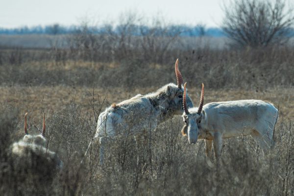 На полях под Астраханью продолжают пастись редчайшие животные | АРБУЗ