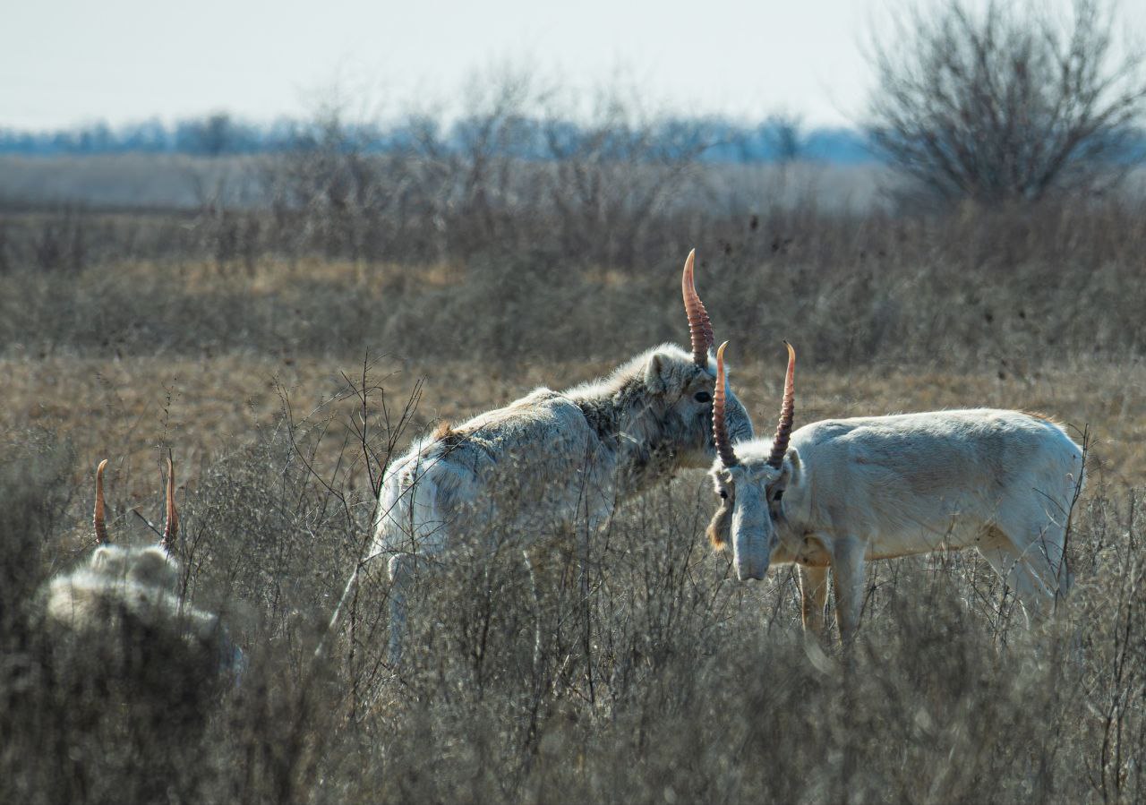 На полях под Астраханью продолжают пастись редчайшие животные | АРБУЗ