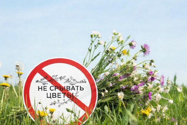 За срыв краснокнижных первоцветов на Ставрополье грозит штраф