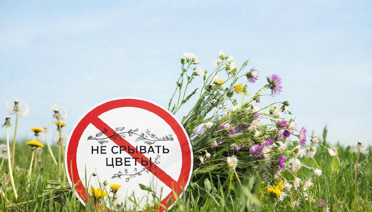 За срыв краснокнижных первоцветов на Ставрополье грозит штраф