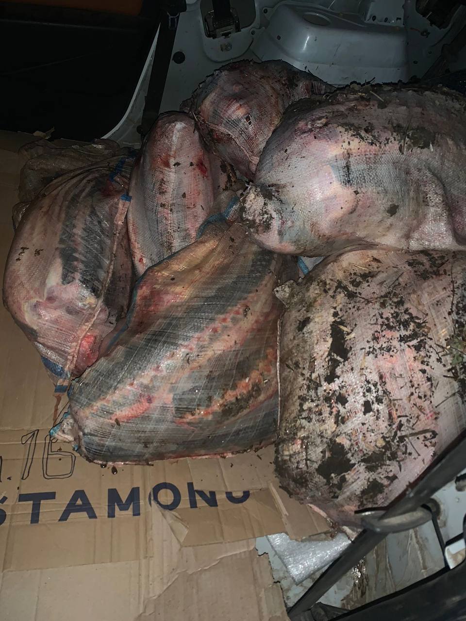 74 осетра стоили астраханцу свободы