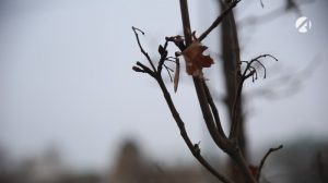 Астраханцев предупреждают о заморозках 23 марта