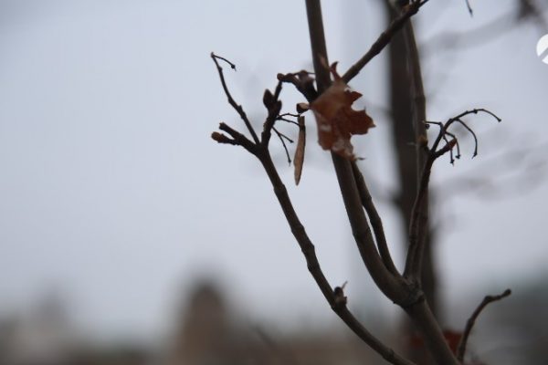 Астраханцев предупреждают о заморозках 23 марта