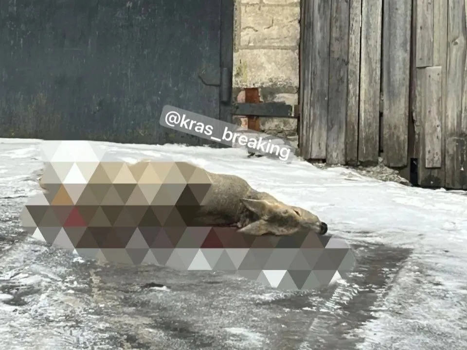 В Свердловском районе Красноярска стая бездомных собак растерзала косулю прямо у забора частного дома