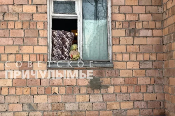 В Красноярском крае косуля выбила окно и забралась в квартиру пенсионера