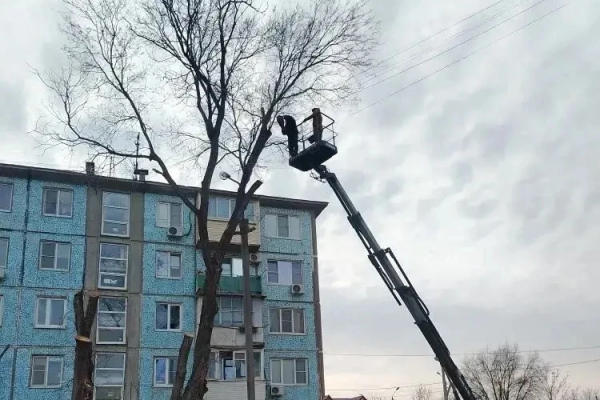 В Астрахани с начала года спилили больше 300 сухих деревьев