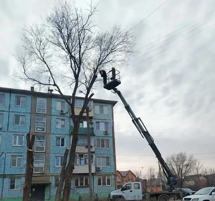 В Астрахани с начала года спилили больше 300 сухих деревьев