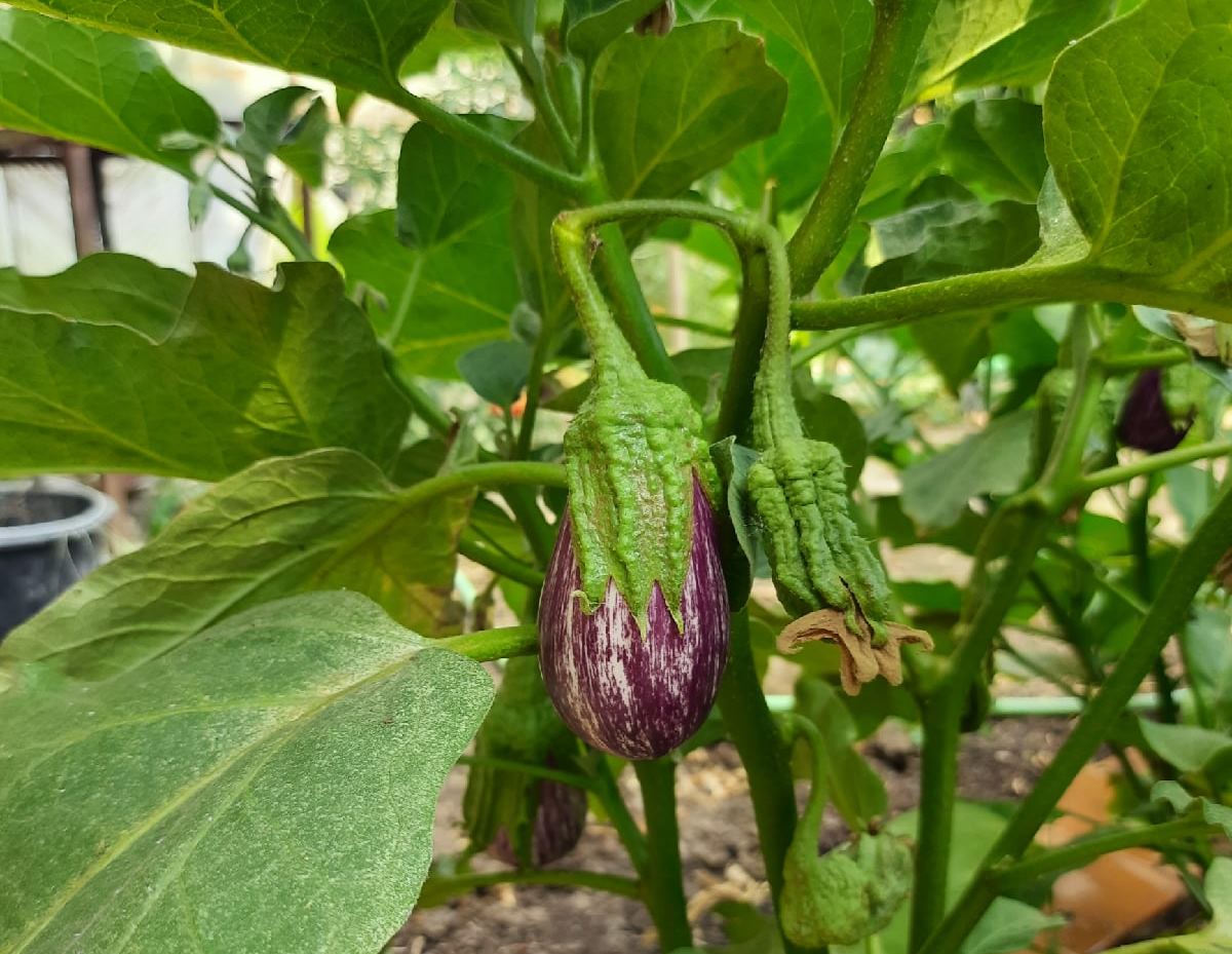 В Астраханской области увеличат посевные площади на 2,2%