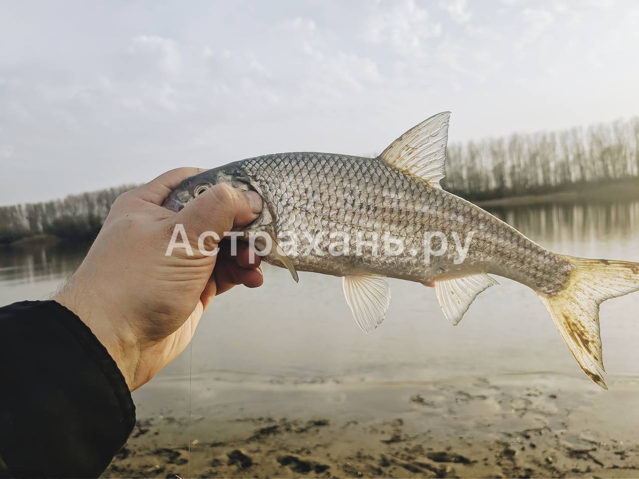 Астраханская вобла теперь составляет всего 1% от улова