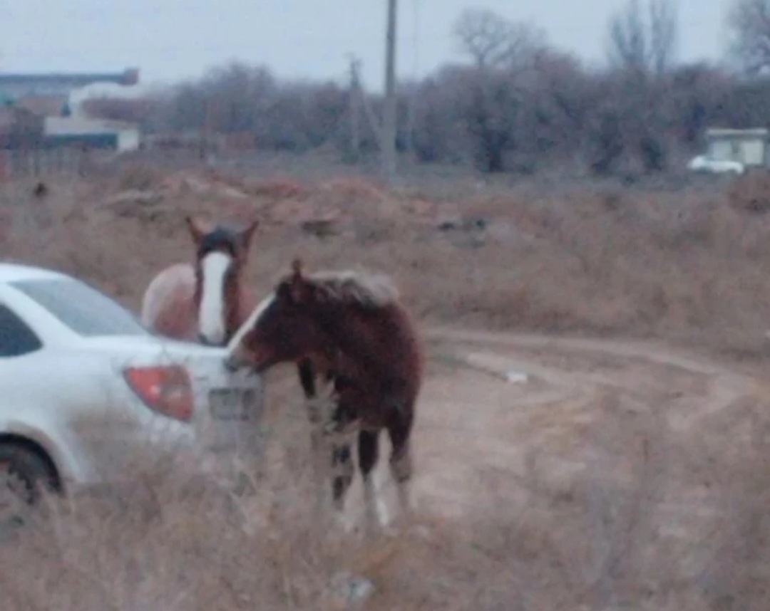В поселке под Астраханью лошади начали портить машины местных жителей