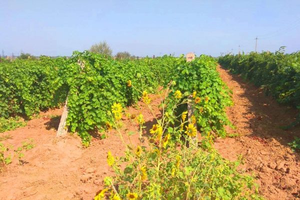 Астраханские фермеры не могут получить землю в Икрянинском районе