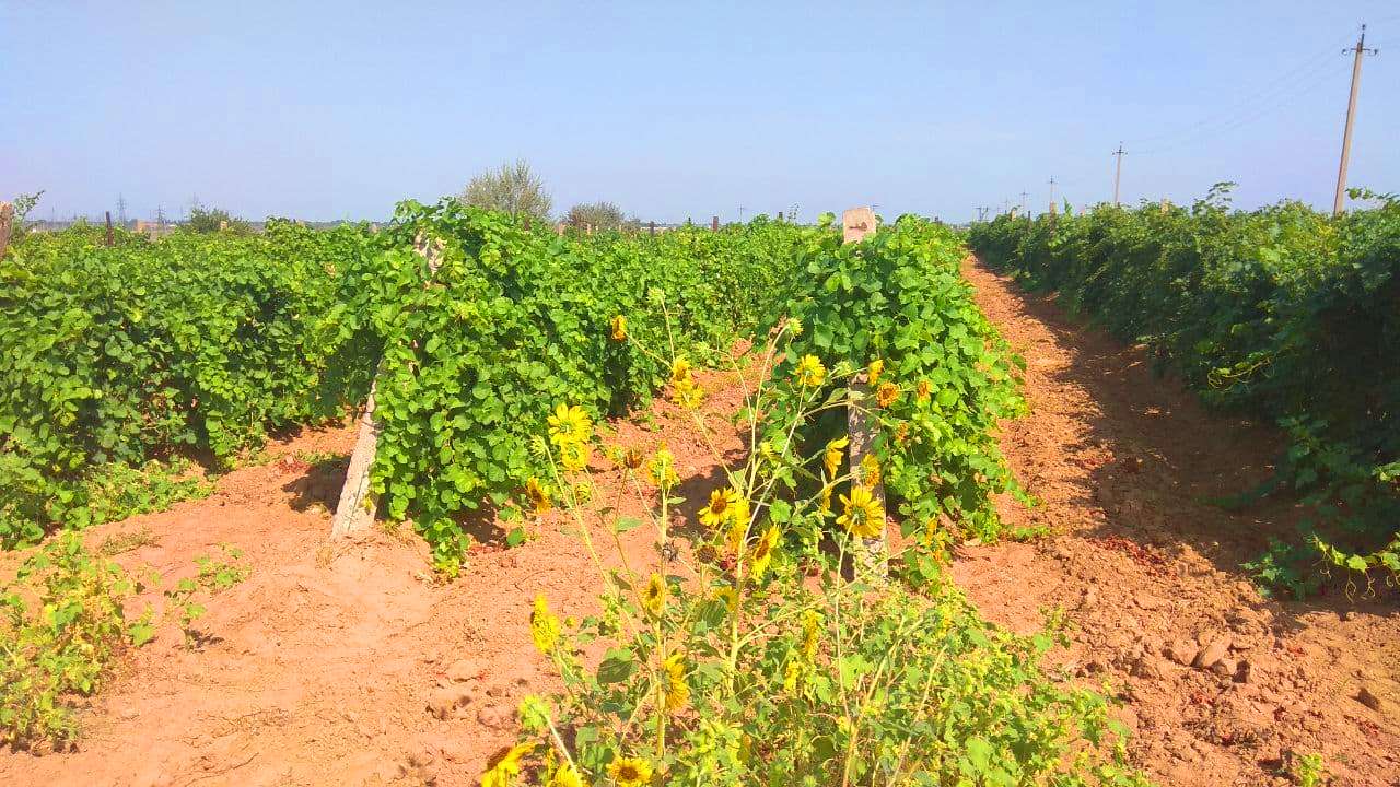 Астраханские фермеры не могут получить землю в Икрянинском районе