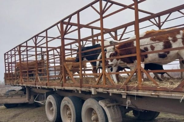 Под Астраханью поймали десяток коров на самовыгуле возле трассы