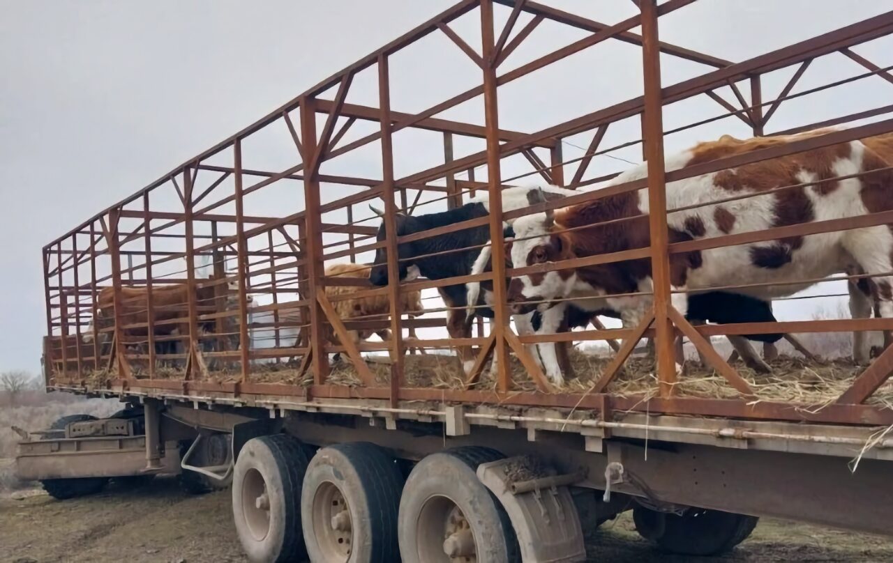 Под Астраханью поймали десяток коров на самовыгуле возле трассы