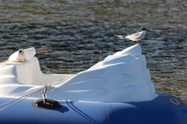 Куда пойти 21 марта в Астрахани. Большая афиша