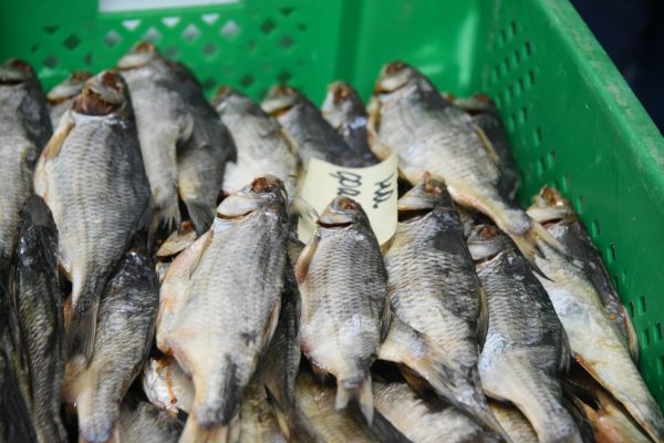 Вобла ставит антирекорд: ее доля в уловах в Астраханской области упала до минимума | АРБУЗ