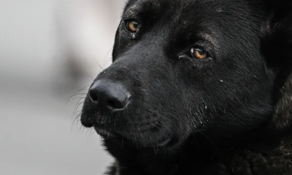 В Кузбассе третий месяц не могут остановить бешенство: карантин ввели уже в пяти населенных пунктах